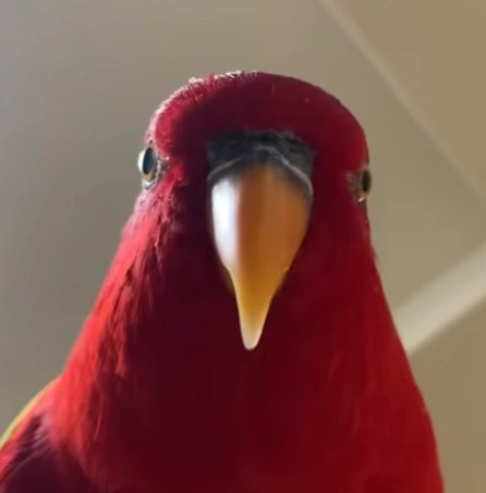 Reklamabilite, Meme’abilite ve bir&nbsp;kuş